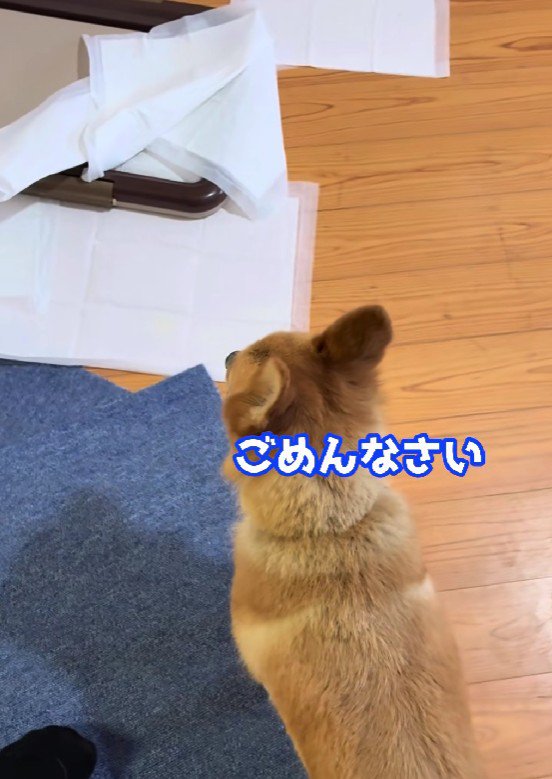 トイレシートが散乱！！