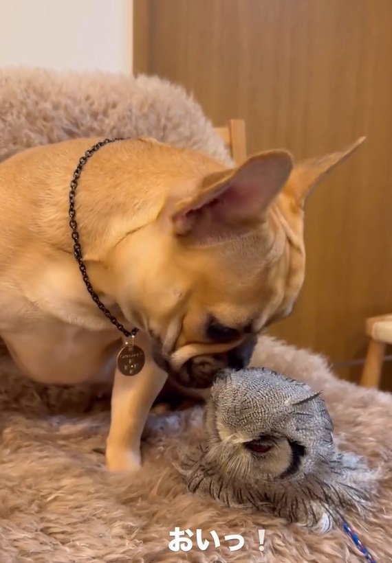 抗議するはっさくくん