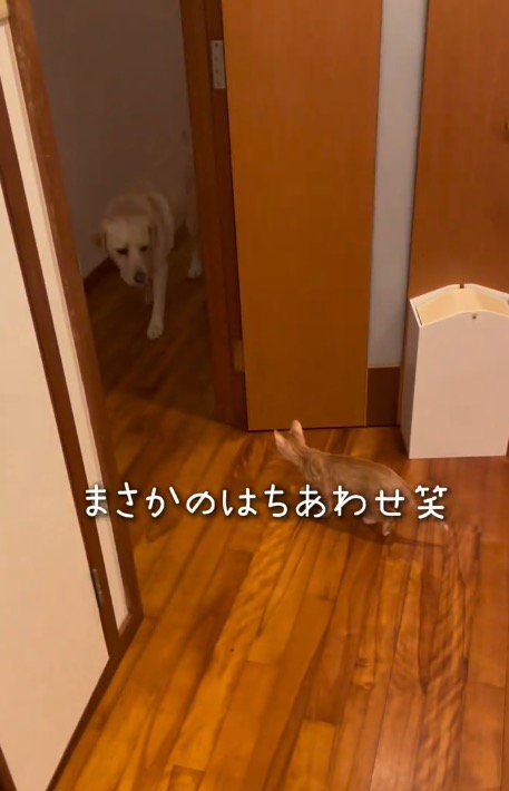 部屋の入り口で見つめ合う犬と子猫