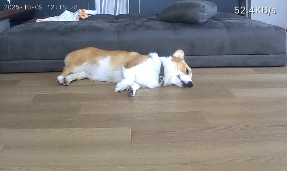 お留守番中のポムちゃん6