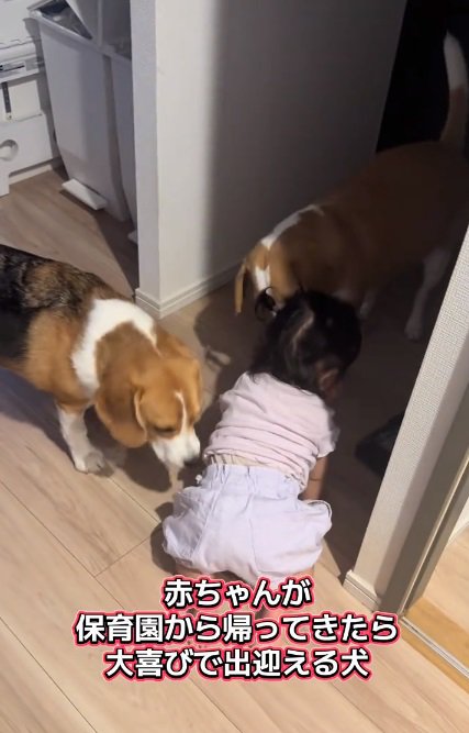 歓迎に加わるいさきくん