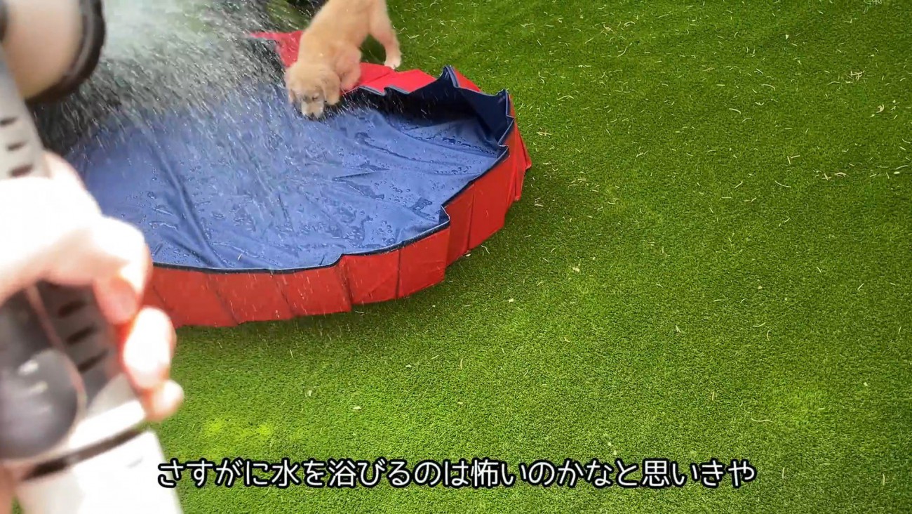 水を入れたら怖がるかと思いきや…