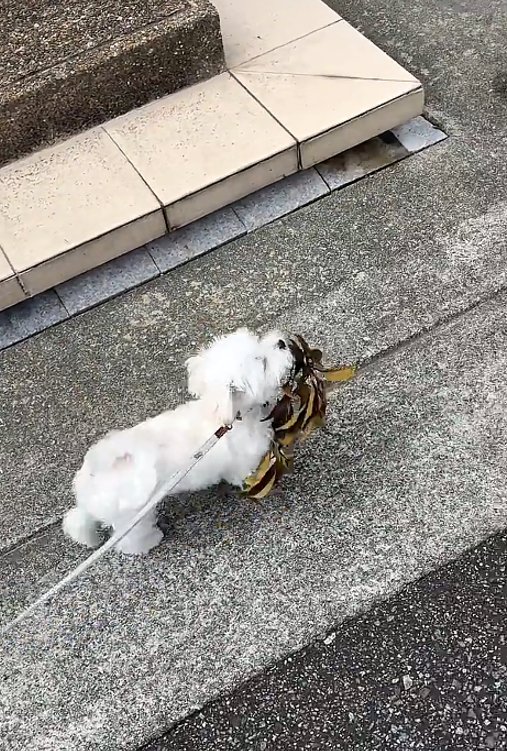 葉っぱを持つ犬2