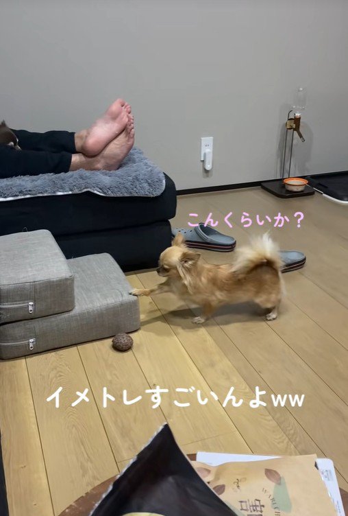 段差を登ろうとするのんちゃん4