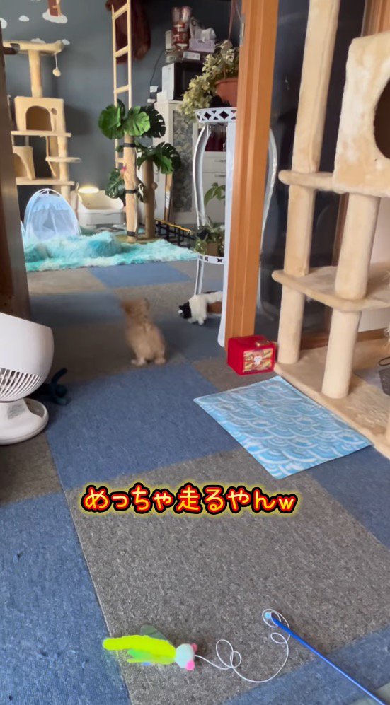 飛び跳ねながら老猫を追いかける子犬