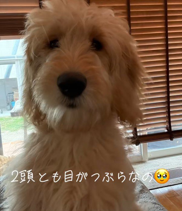 Lunaちゃんが仲間入り