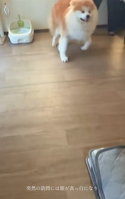 家の中を走り回る秋田犬