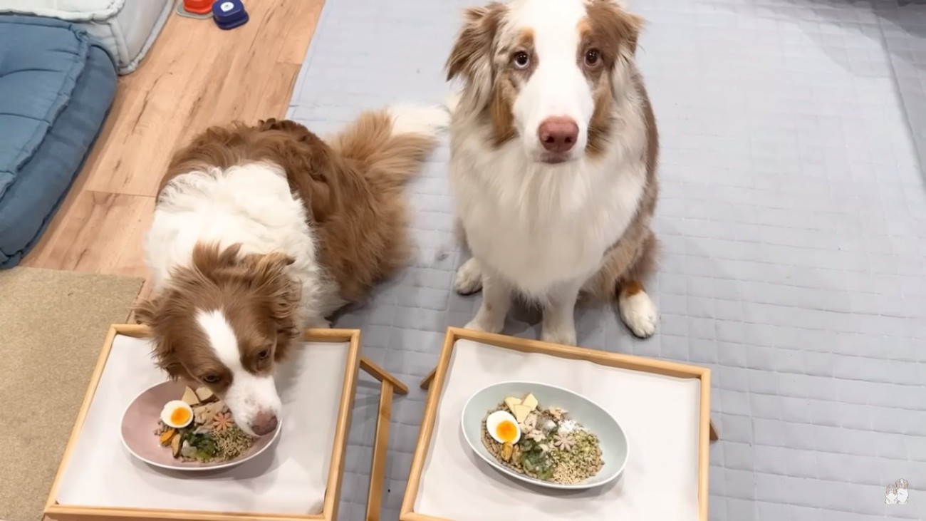 ご飯を前に待てする2匹