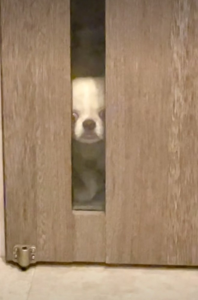 絶望する犬