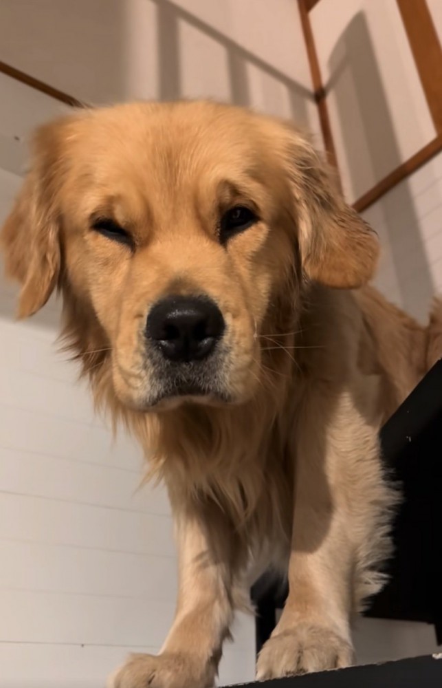 視線を逸らすゴールデンレトリバー