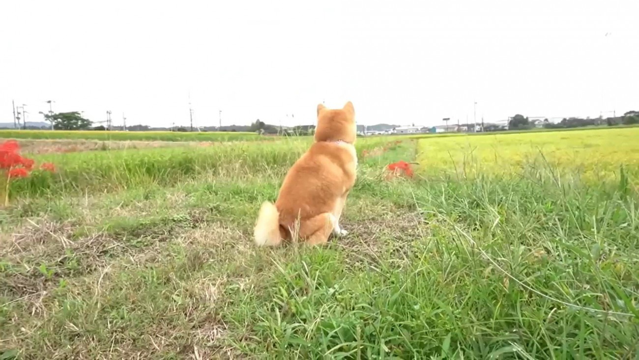 近くにくるのを待っています