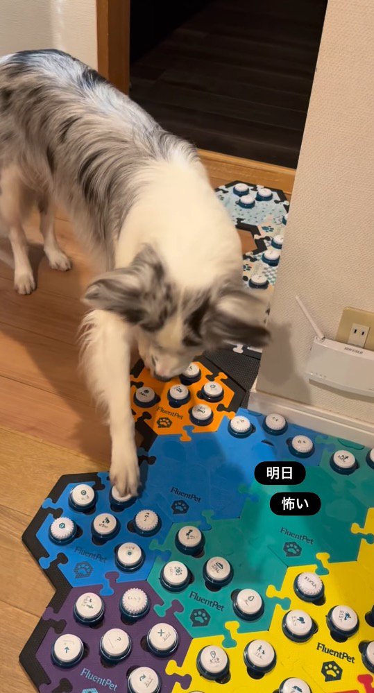 「明日」「怖い」のボタンを前足で押す犬