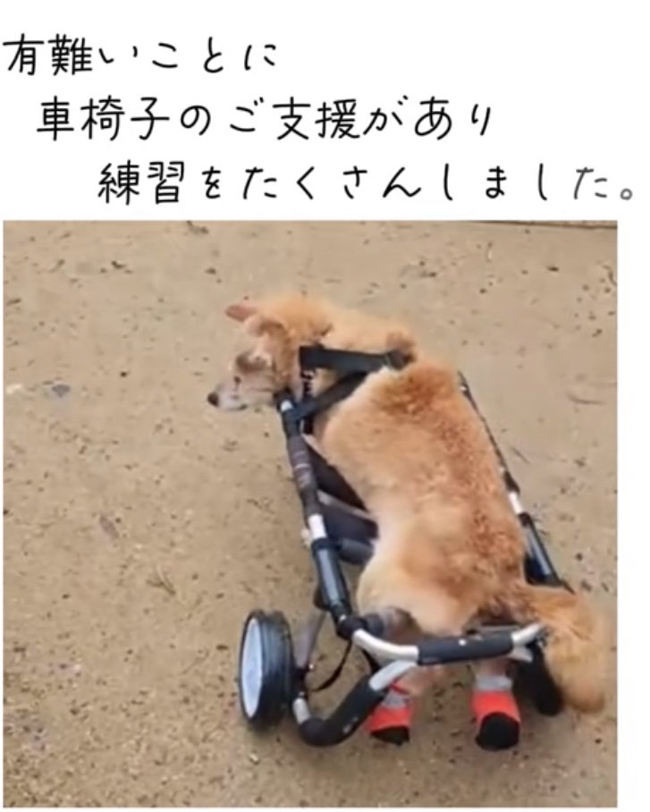 車椅子を使う老犬