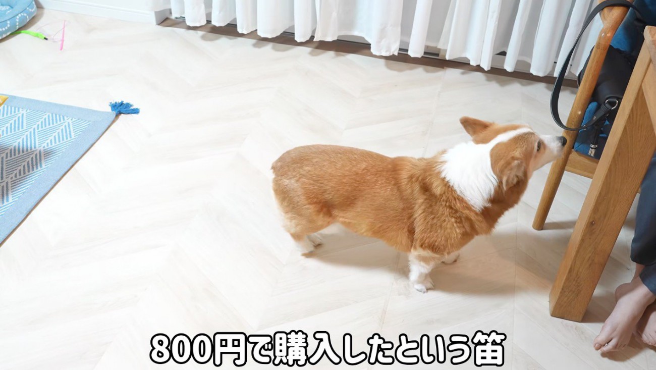 笛を吹く女の子を見上げる犬
