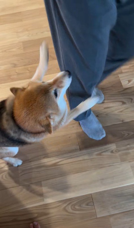 大好きなおじさんが来た時のはちちゃん5