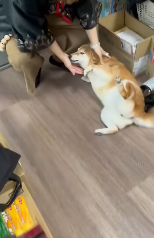 甘える柴犬