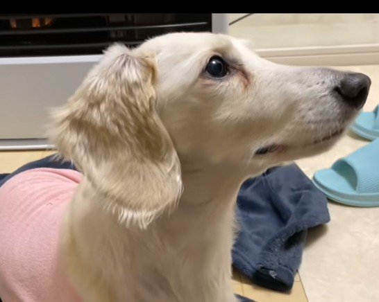 迎えに来てはくれなかった