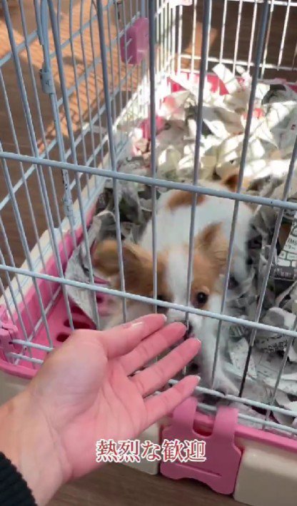 子犬が新しい家族に