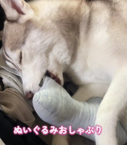 ぬいぐるみでおしゃぶり♡