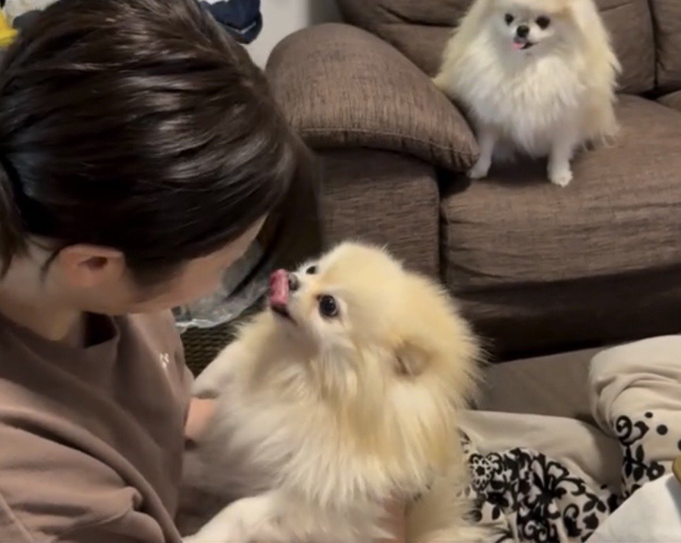 舌をペロリと出す犬