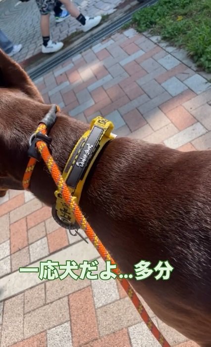 確認するよもぎくん