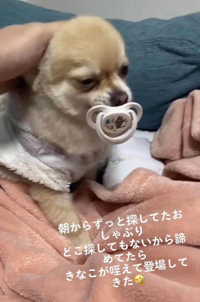 頭を撫でられる犬