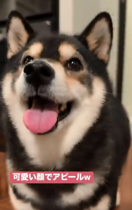 可愛いアピールするももちゃん