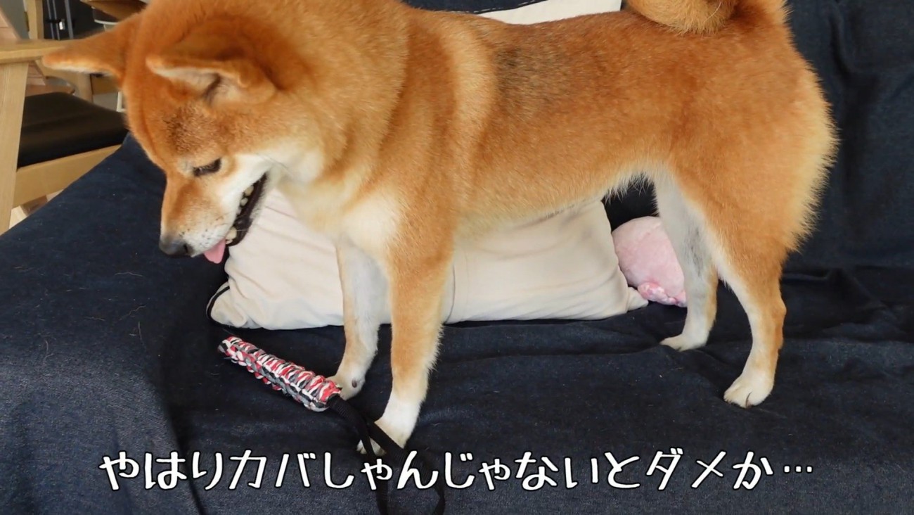 「カバさんじゃないと嫌…」としょんぼり