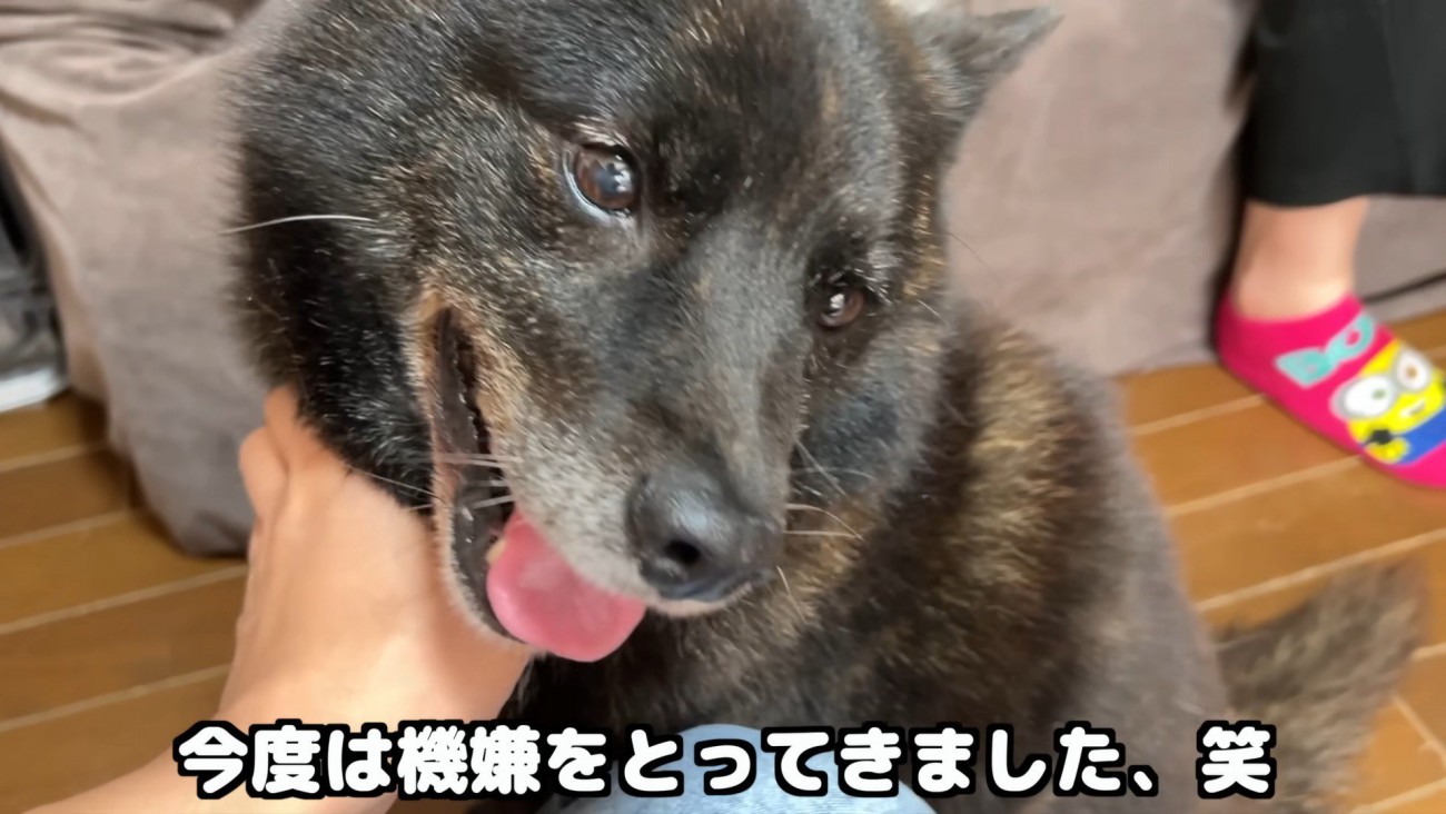 パパさんの機嫌をとる作戦