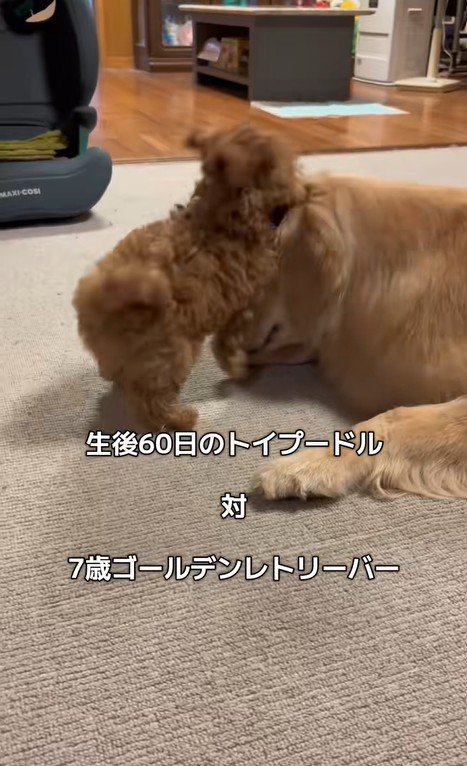 みるくちゃんと蘭ちゃん2