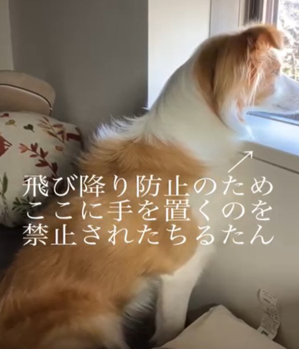 窓の外を見つめる犬1