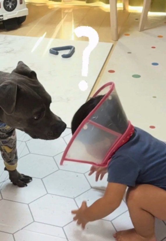 エリザベスカラーをつけるしおちゃん