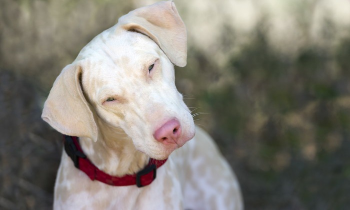 アルビノの犬とは?特徴や飼育上の注意点 | わんちゃんホンポ