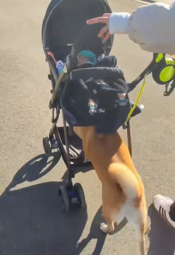 まっすぐベビーカーを押すすももちゃん