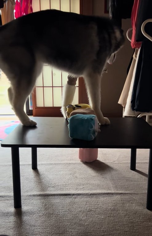 テーブルの高さに気付いた大型犬