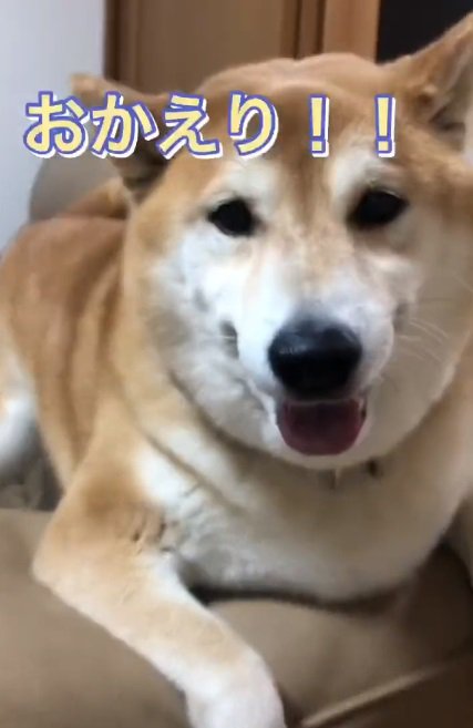 おかえりを言う福くん