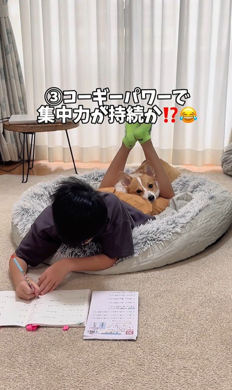 宿題中の男の子とココちゃん4