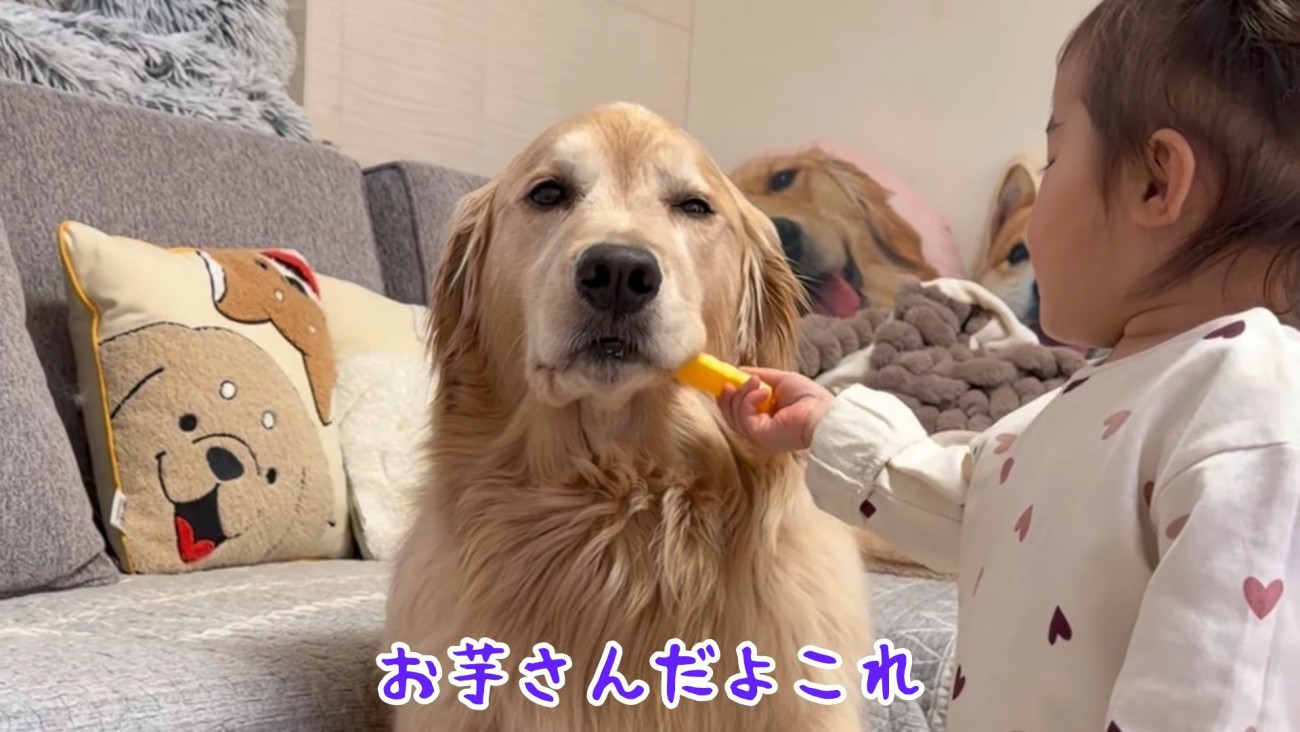 遊びに付き合う姉犬…