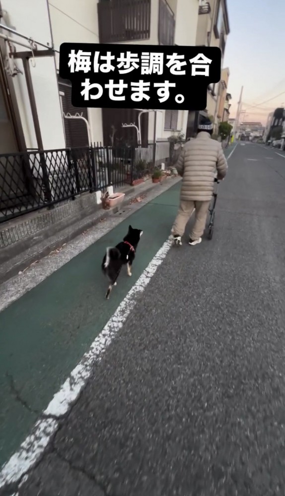 ゆっくり歩く人の後ろをついていく犬