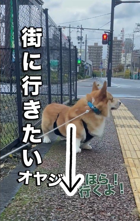 パパさんが反対方向に行こうとしたら…