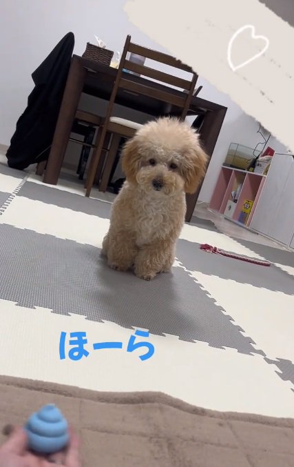 おもちゃを目で追うふくくん