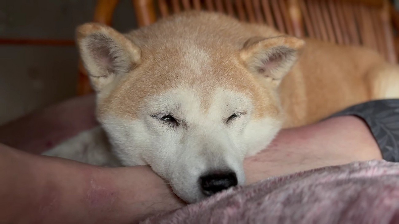 それでもパパから離れない