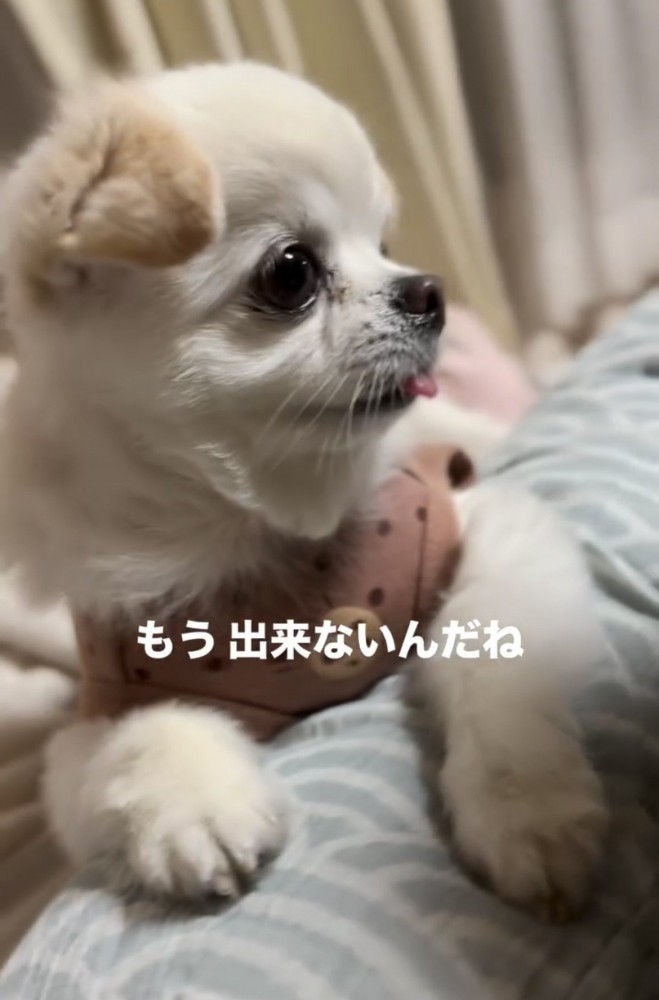 人を見つめる犬のアップ