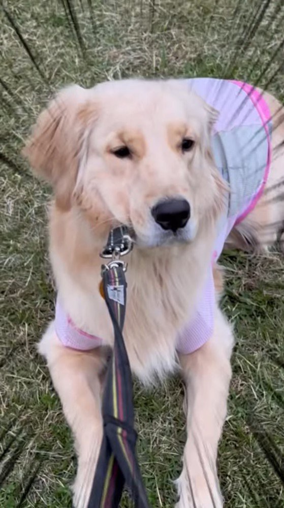 リードを引かれても動かない犬