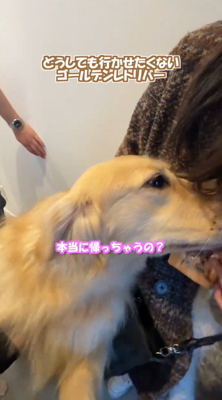 客人の顔に自分の顔を近づける犬