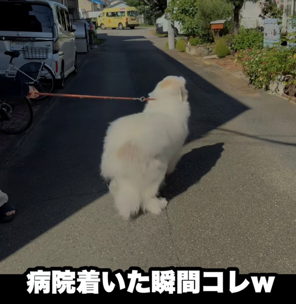 病院の外で逃げようとする犬