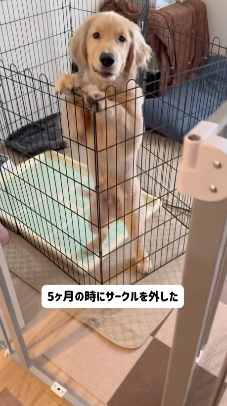 サークルの柵に前足を掛けて立ち上がる子犬