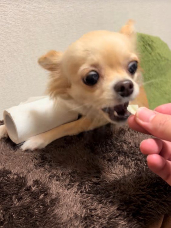 トイレットペーパーを守るジョルノちゃん⑩