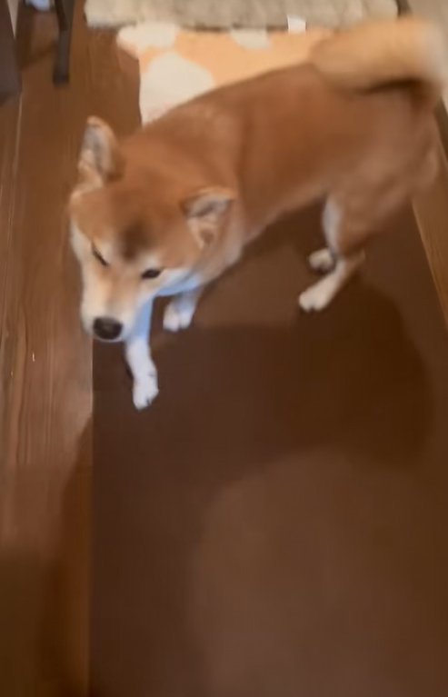 姉をスルーする柴犬