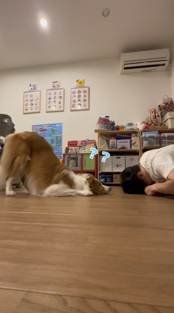 笑っている飼い主を見つめる犬